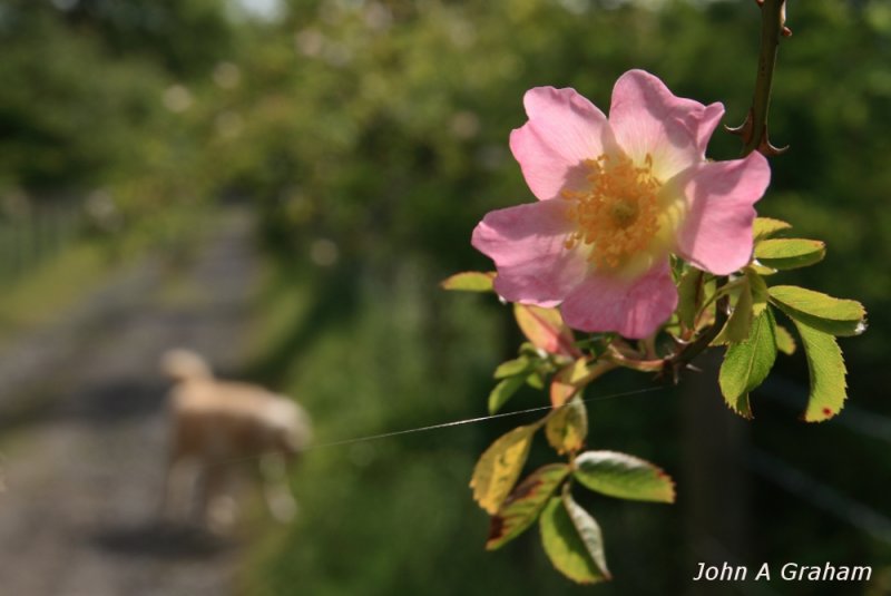 Dog rose