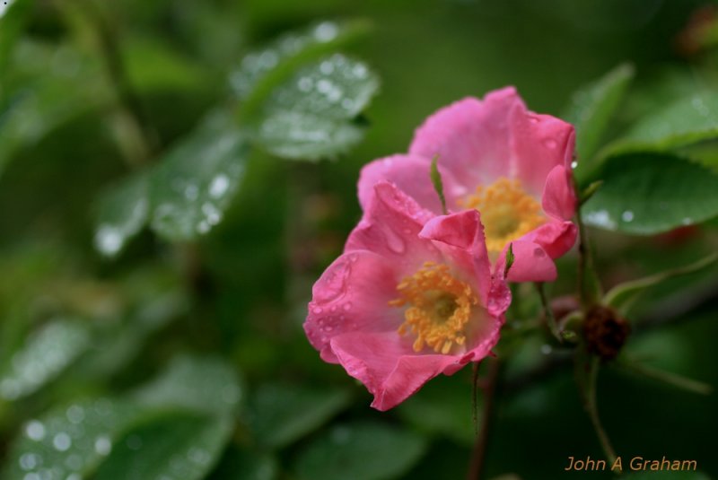 Rain on roses