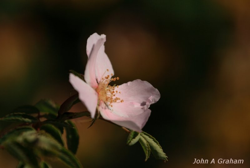 rose and honeysuckle