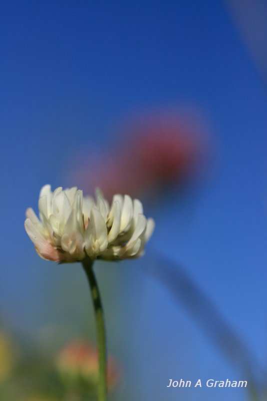 white and purple clover