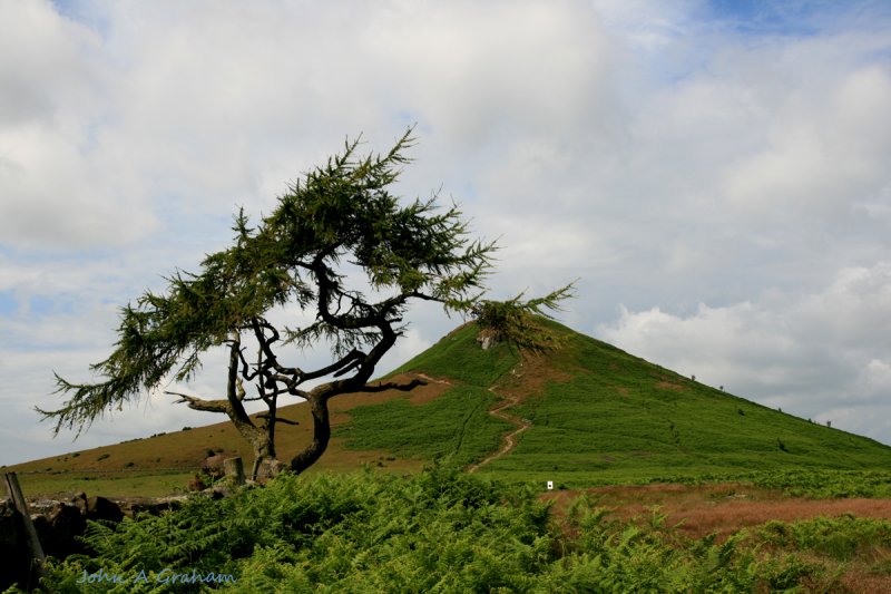Tree topping