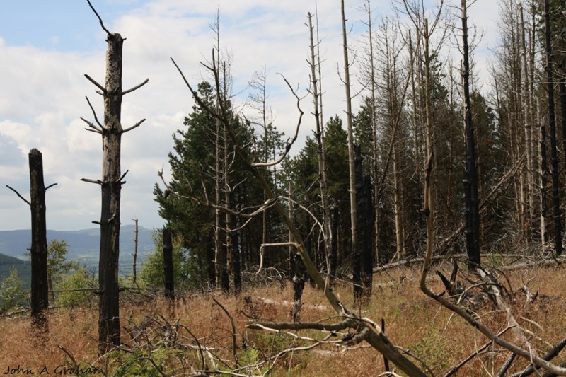 Slash and burn