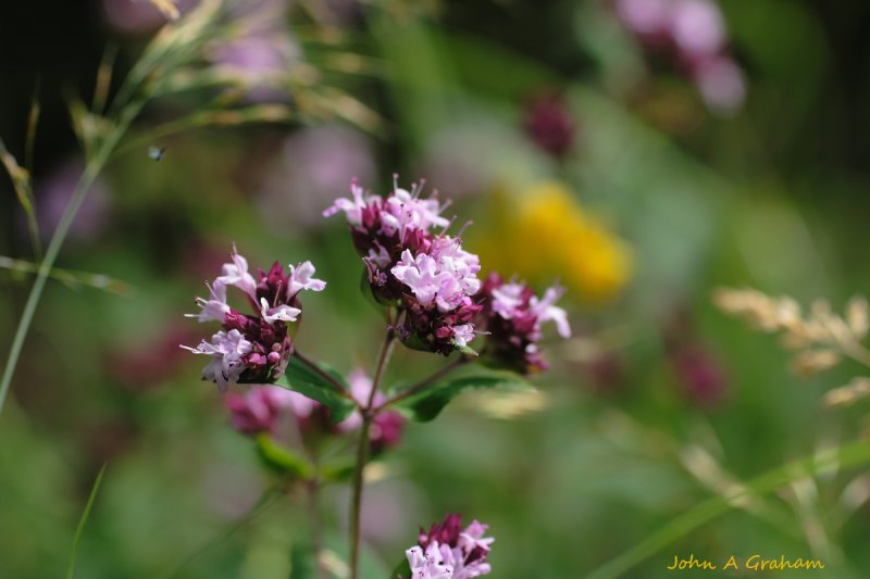 Marjoram