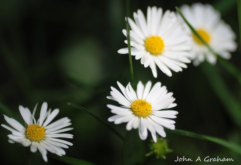 daisies