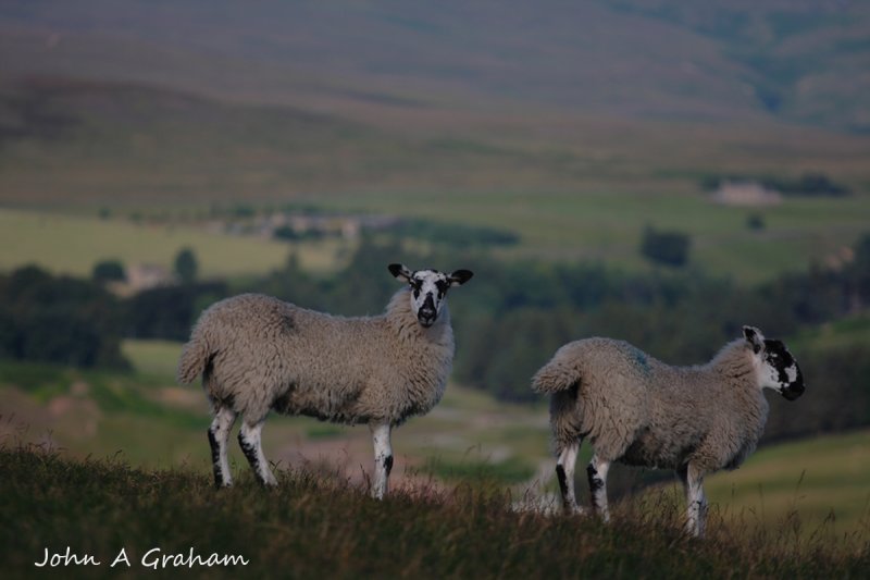 Pair of lambs