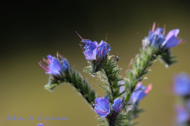 Vipers Bugloss
