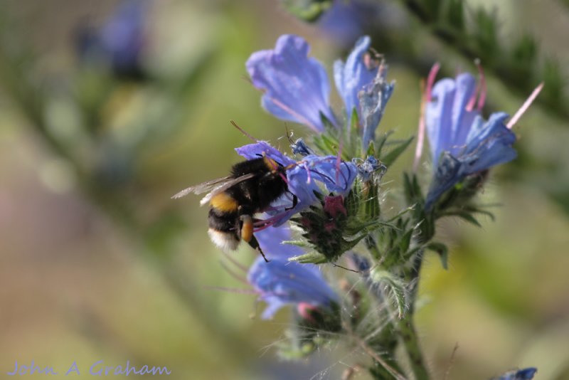 Bee on Bugloss