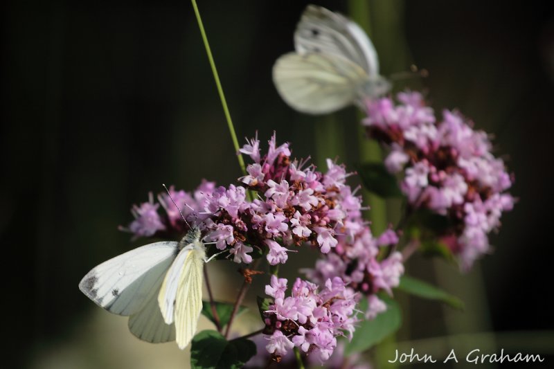 Green veined white male and female