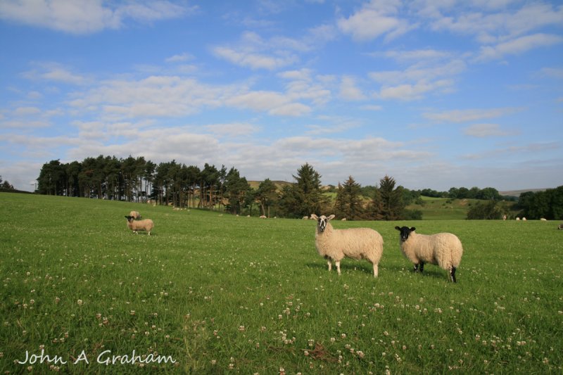 Lambs in clover