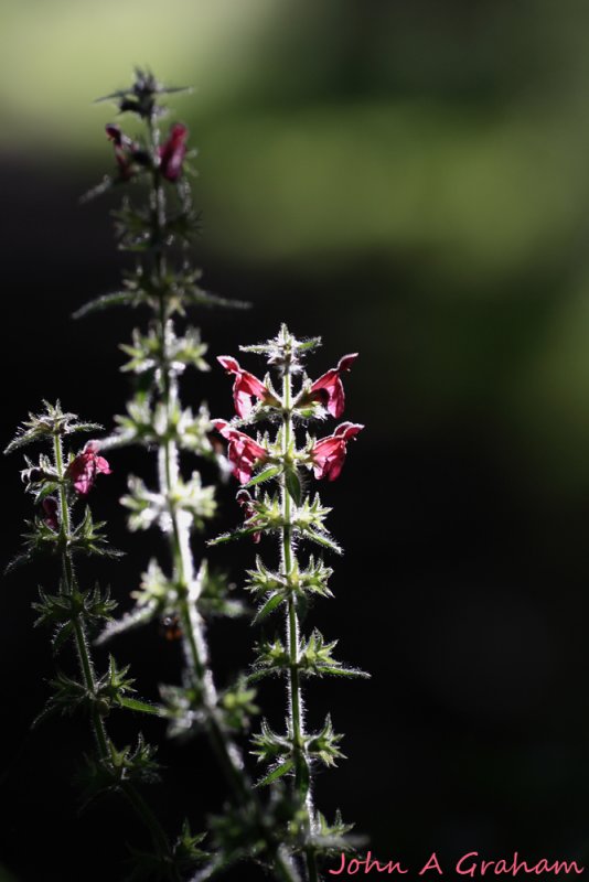 Hedge Woundwort