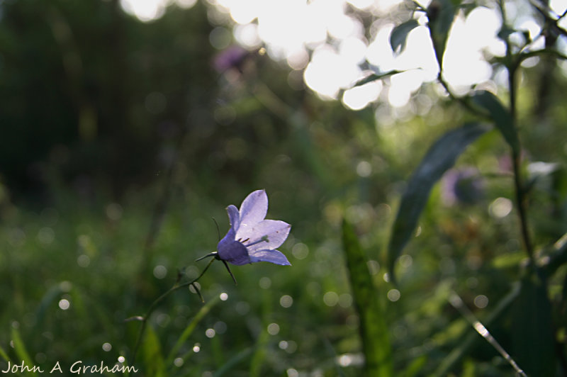 harebell