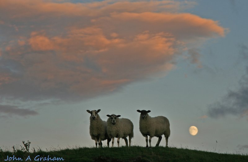 Mooning sheep