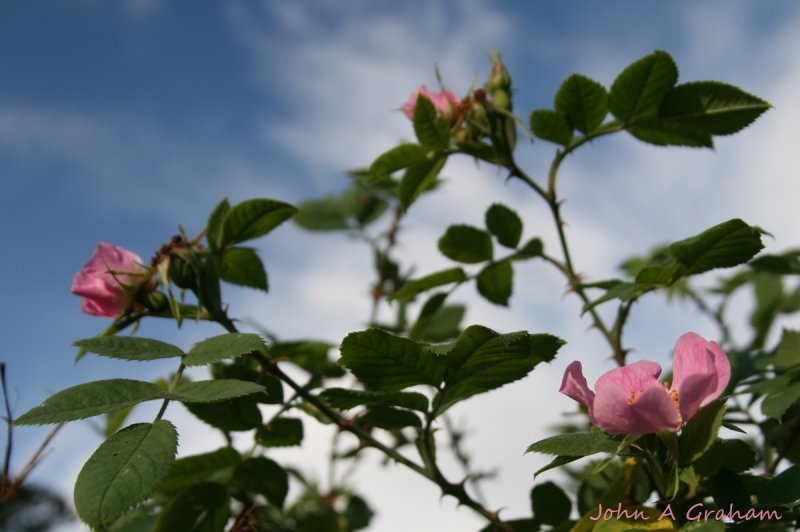 Dog rose in October