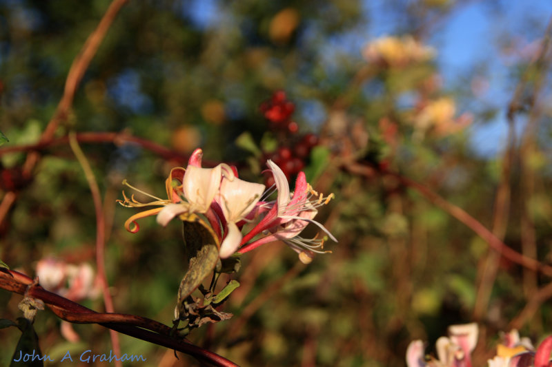 Honeysuckle