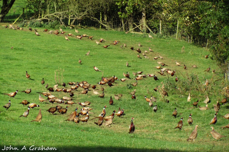 Pheasant revolt