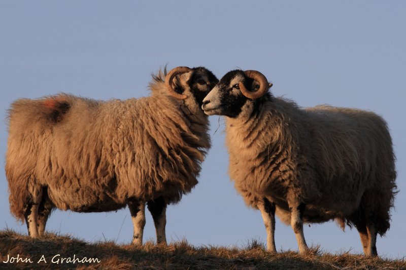 Do ewe want to know a secret?