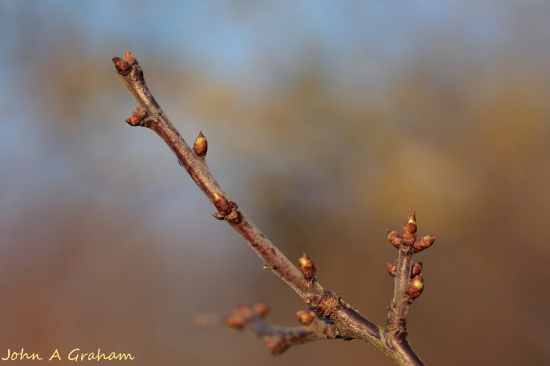 Blackthorn buds