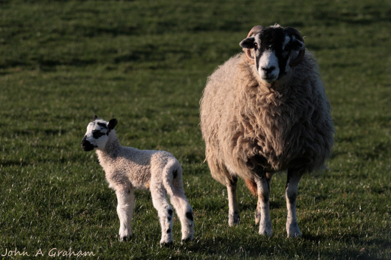 Mam and lamb