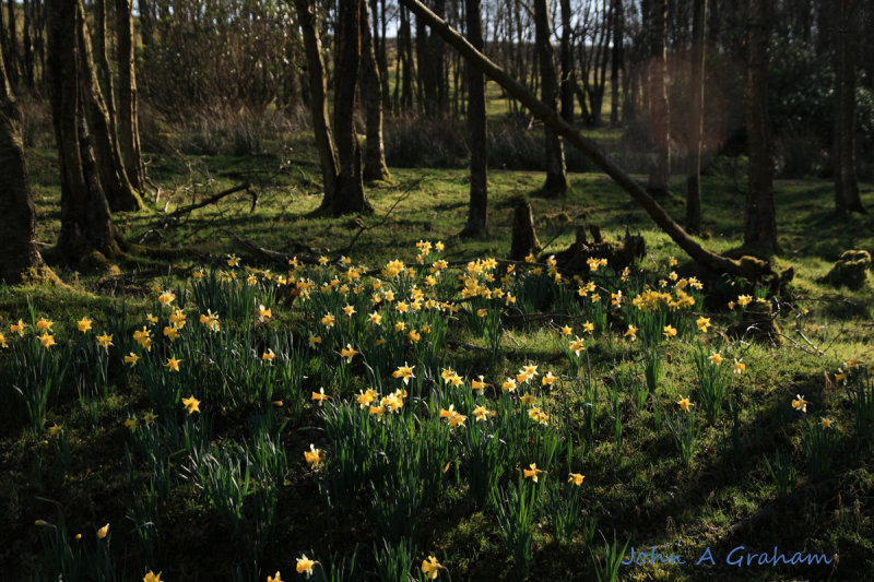Woodland daffs
