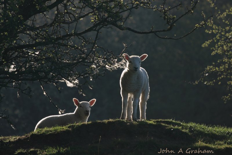 Young Spring Lambs