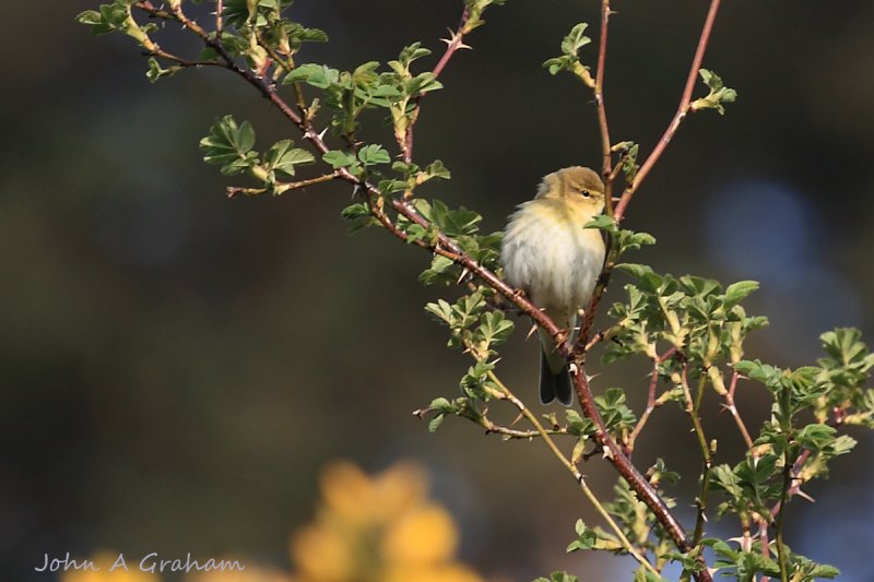 Willow Warbler