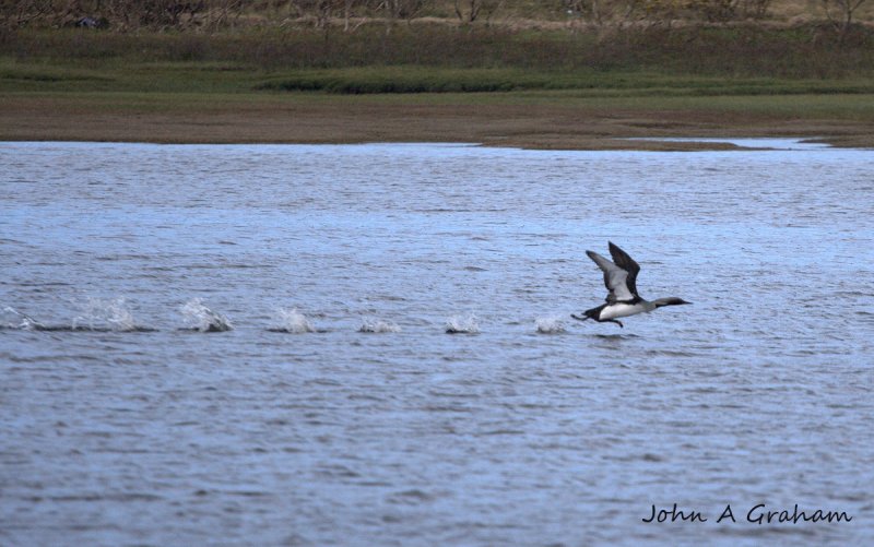 Black throated diver