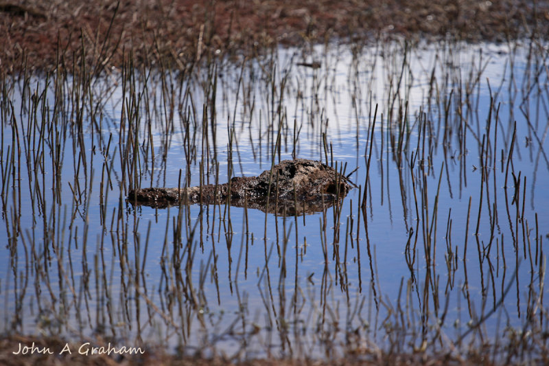 Croc around the Loch?