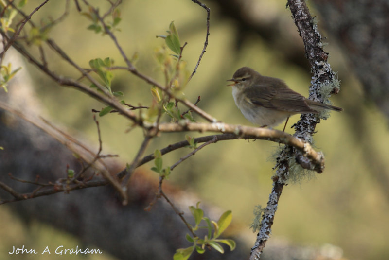 Willow Warbler