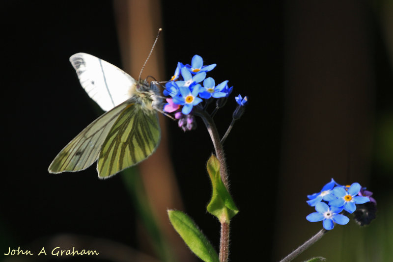 Unforgettable Butterfly