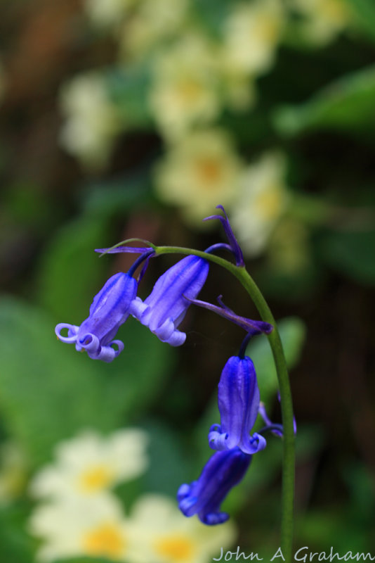 Bluebells and primroses