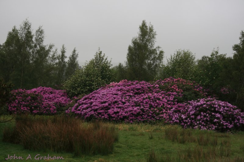 Colour on a grey day