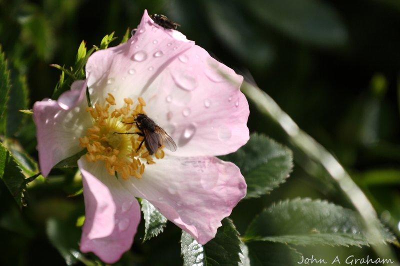 Pollinating