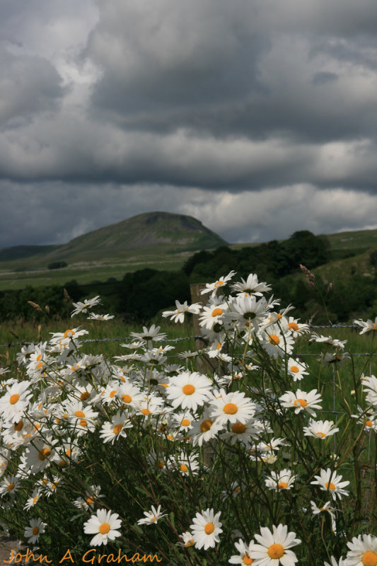 Daisies and Penyghent