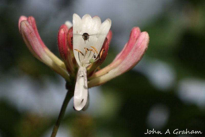 Fly and Honeysuckle