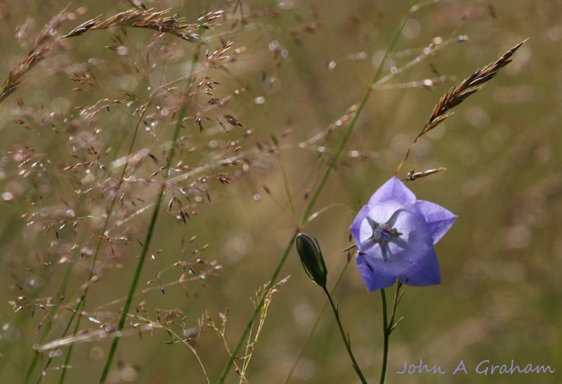 Harebell