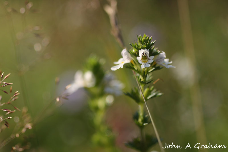 Eyebright