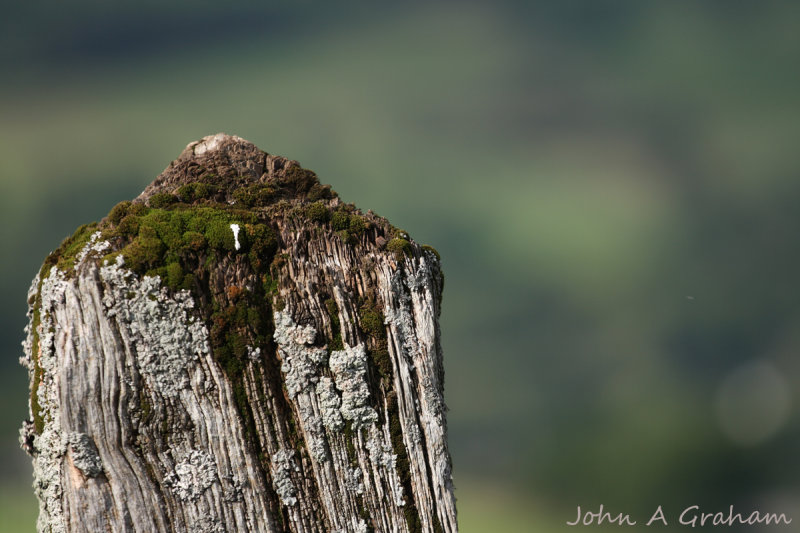 Moss