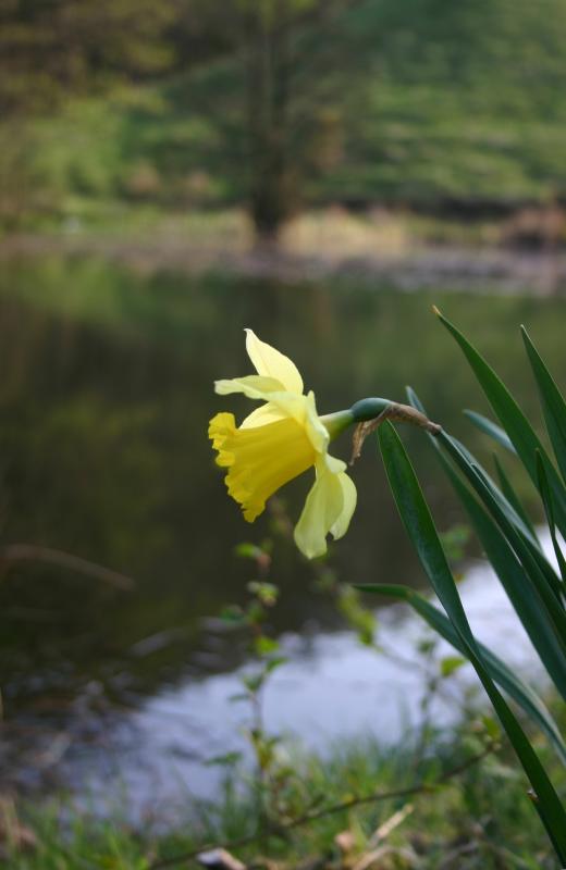 daffodil by the pond.