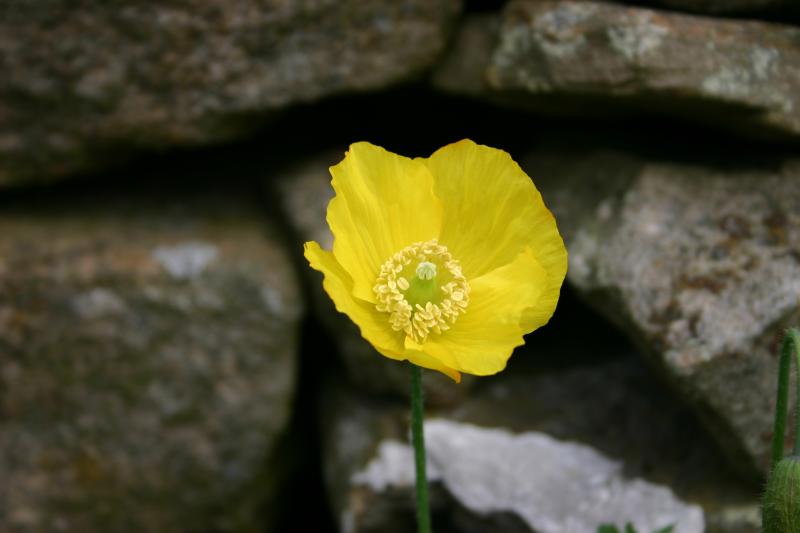 Welsh Poppy