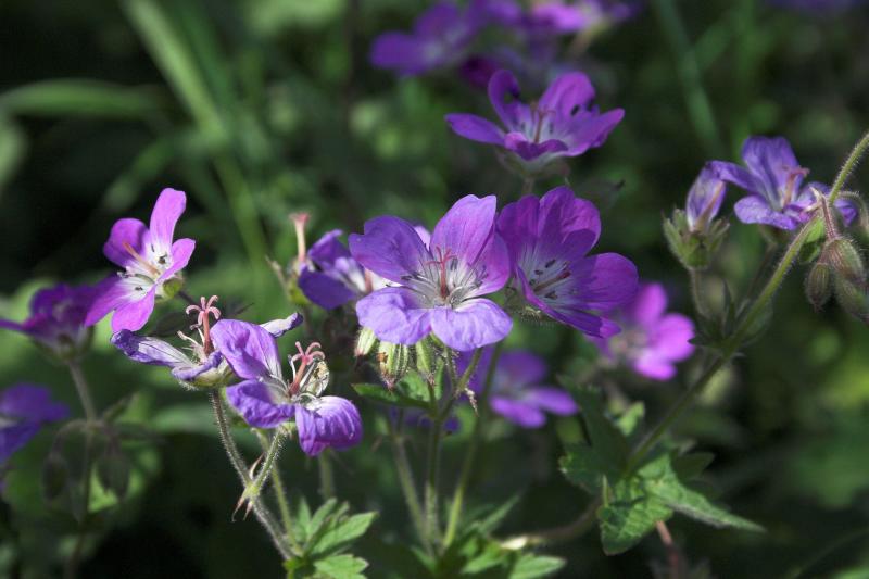 Cranesbill