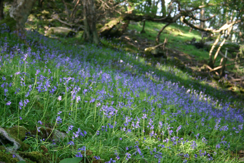 bluebells