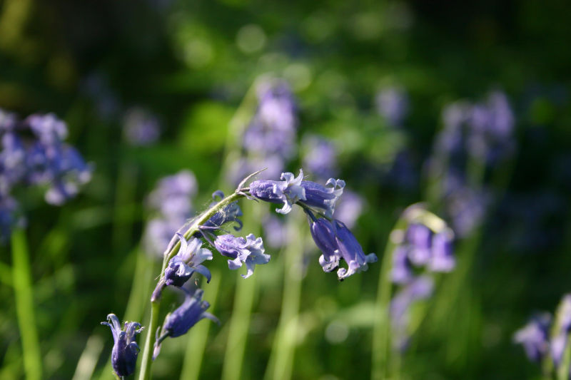 bluebell