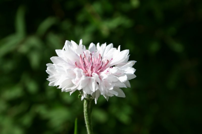 white cornflower