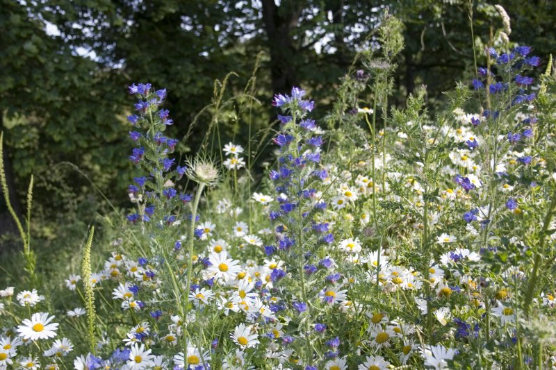 Vipers Bugloss and Daisies