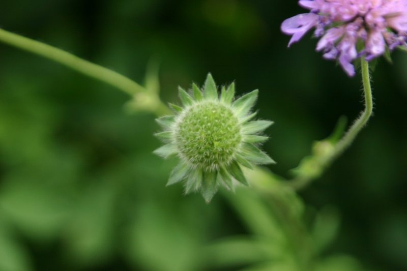 Scabious gone to seed