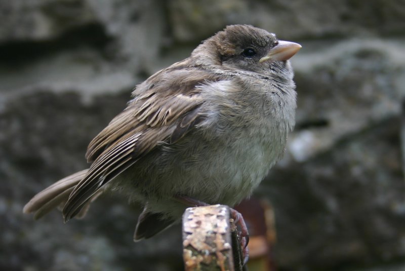 Juvenile House Sparrow