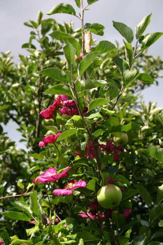 clematis and apples.