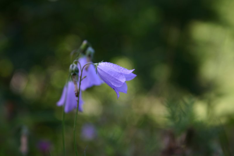 harebell.