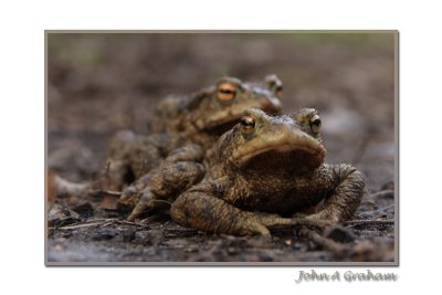 toadies