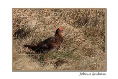 red grouse